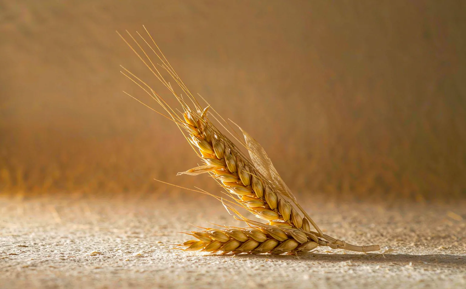 Spiga di grano maturo: il simbolo della Vergine, segno di terra