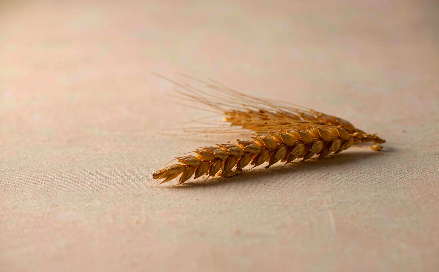Una spiga di grano matura: il raccolto da cui nasce il simbolo della Vergine